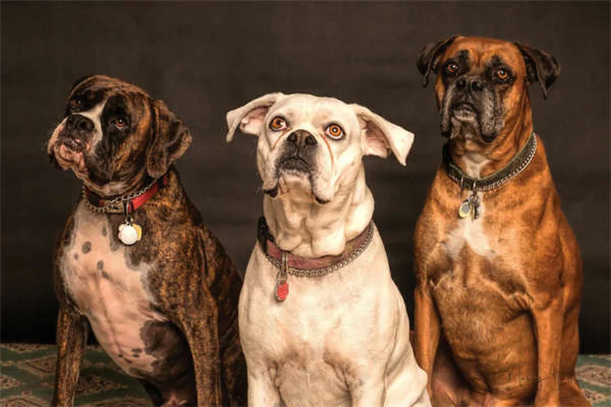 Dog Poop Schedule: What's Normal & When to Worry