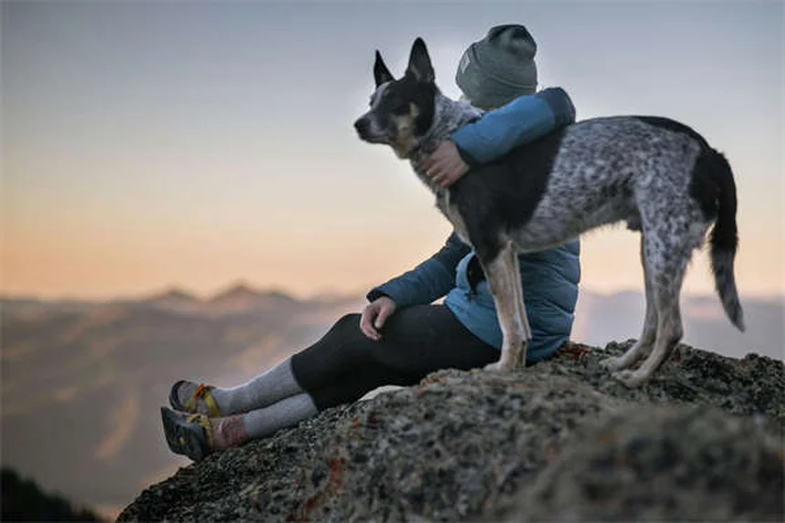 Can Dogs Be Allergic to Cats? 5 Surprising Signs & Solutions