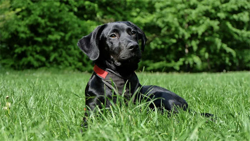 Can Dogs Be Allergic to Cats? 5 Surprising Signs & Solutions