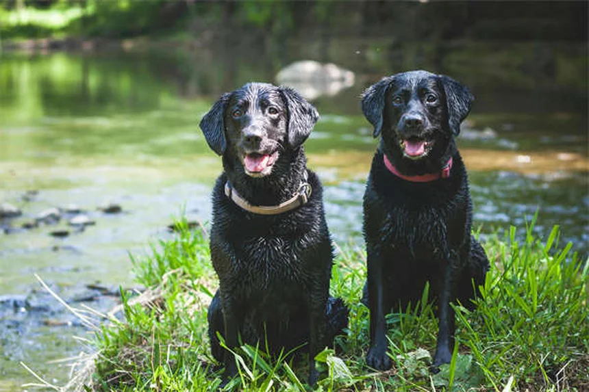 Can Dogs Be Allergic to Cats? 5 Surprising Signs & Solutions
