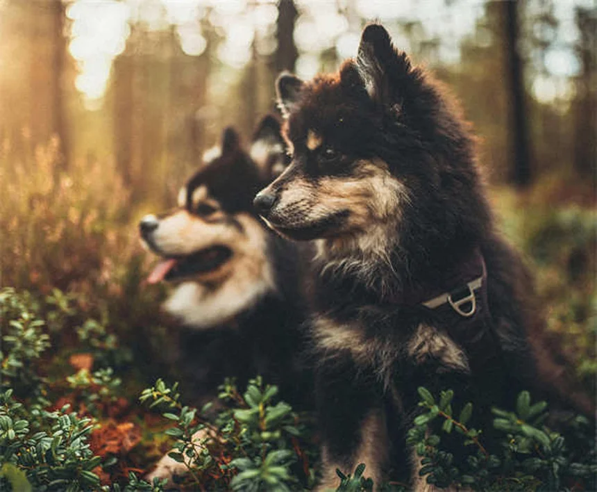 How to Pet a Dog Properly: 5 Expert Tips for Safe Interactions