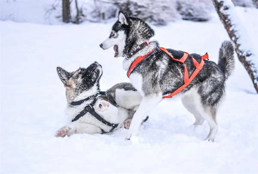 How to Pet a Dog Properly: 5 Expert Tips for Safe Interactions
