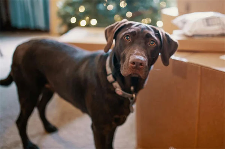 How to Pet a Dog Properly: 5 Expert Tips for Safe Interactions