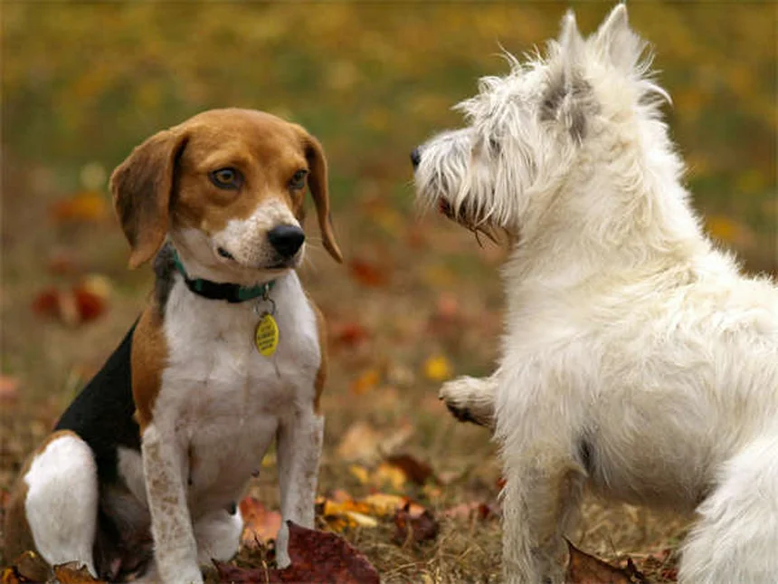 Rabies in Rabbits: Symptoms, Prevention & Survival Guide
