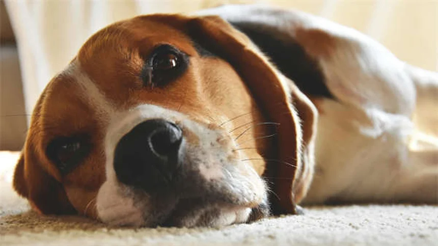 Aural Cholesteatoma in Gerbils: Symptoms, Treatment & Prevention Tips