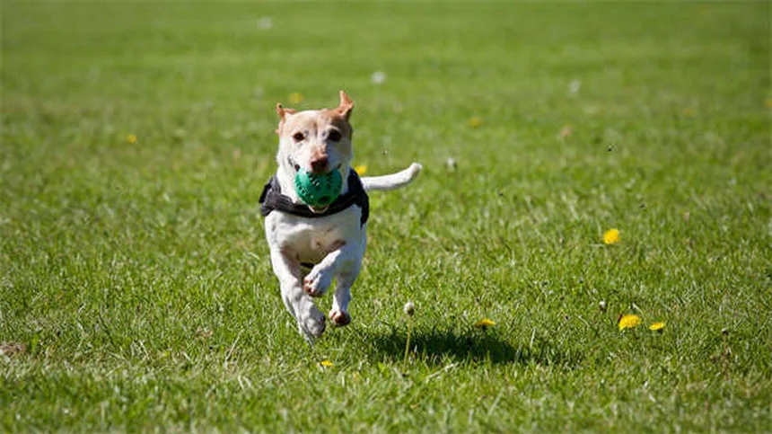 Dog Poop Schedule: What's Normal & When to Worry