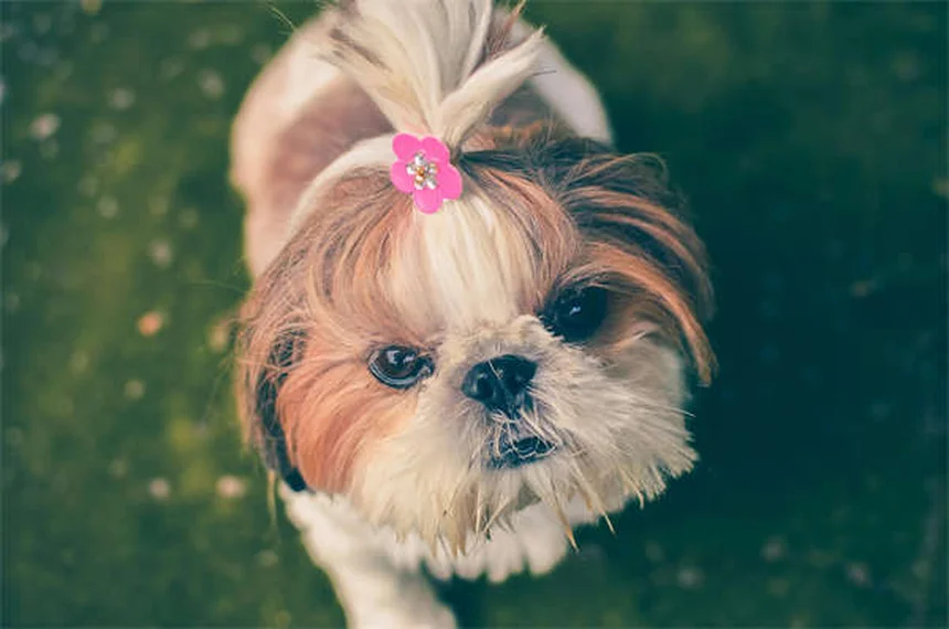 Dog Poop Schedule: What's Normal & When to Worry