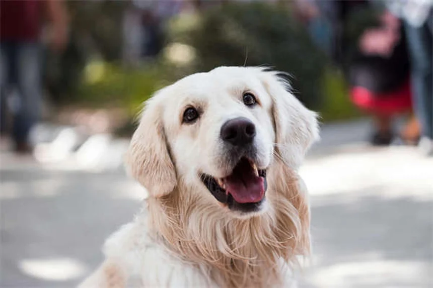 Dog Poop Schedule: What's Normal & When to Worry