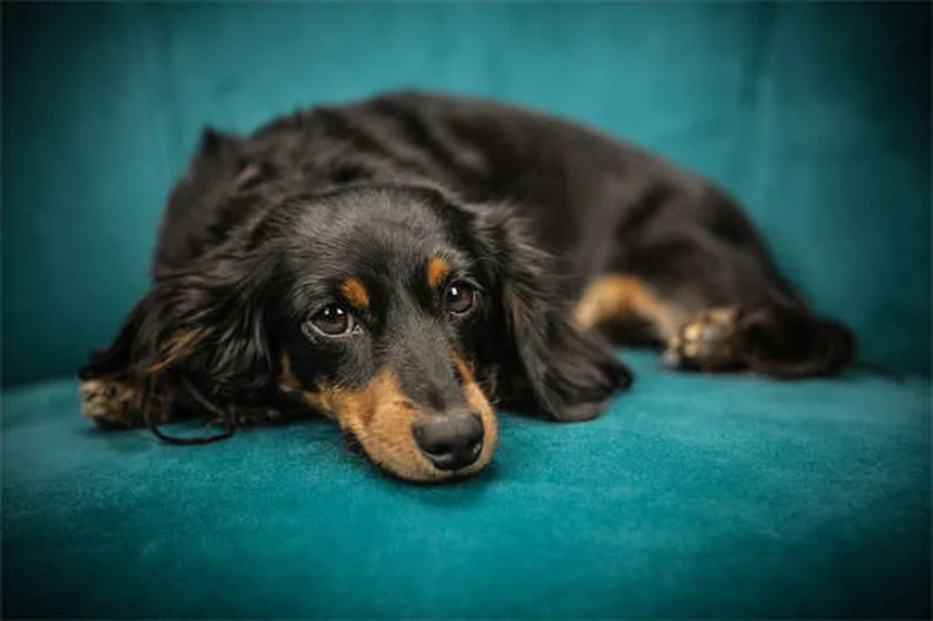 Gabapentin for Dogs: Uses, Dosage & Side Effects Explained