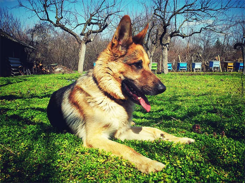 Gabapentin for Dogs: Uses, Dosage & Side Effects Explained