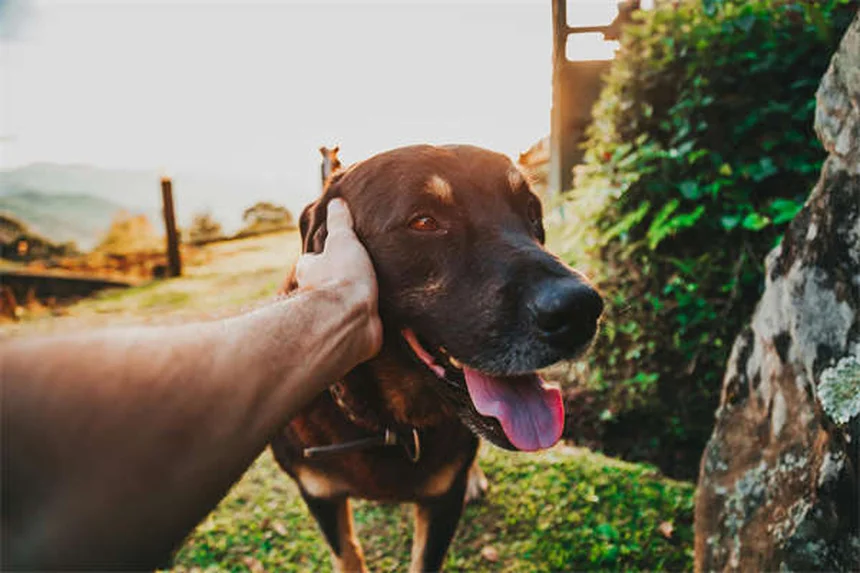 Dog Throwing Up Yellow? 7 Causes & When to Worry