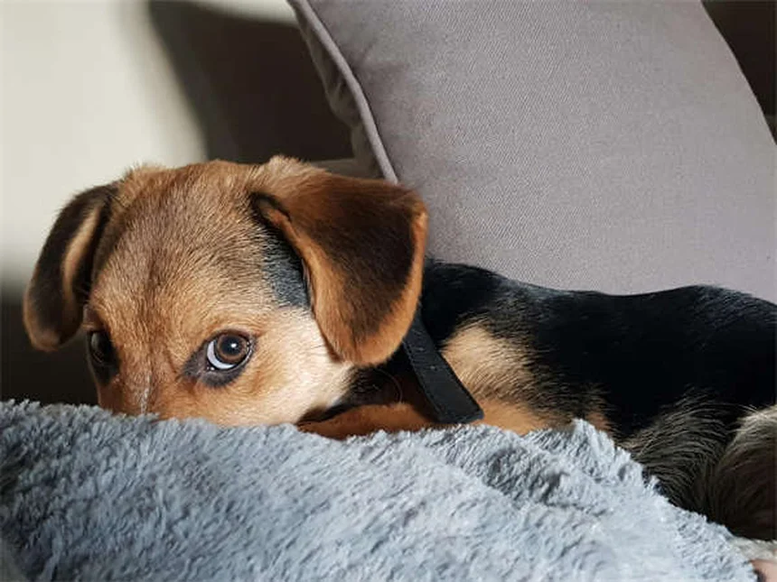 Dog Throwing Up Yellow? 7 Causes & When to Worry