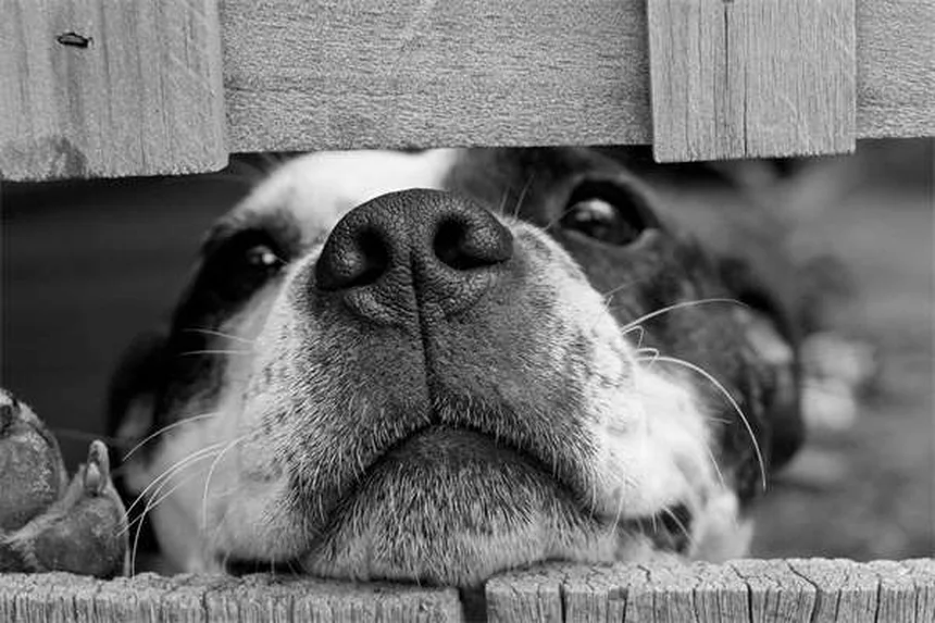 Dog Throwing Up Yellow? 7 Causes & When to Worry