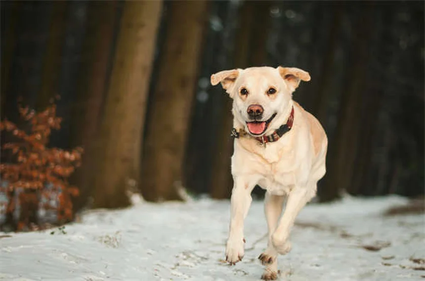 Dog Throwing Up Yellow? 7 Causes & When to Worry