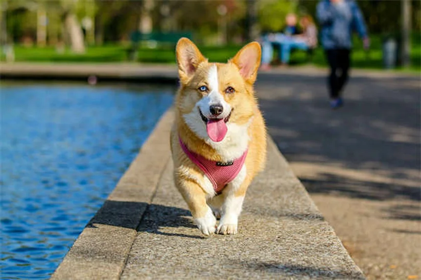Dog Anal Gland Problems: Signs, Treatment & Prevention Tips