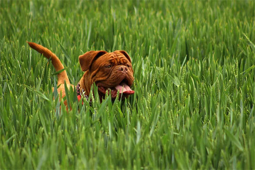 Dog Anal Gland Problems: Signs, Treatment & Prevention Tips