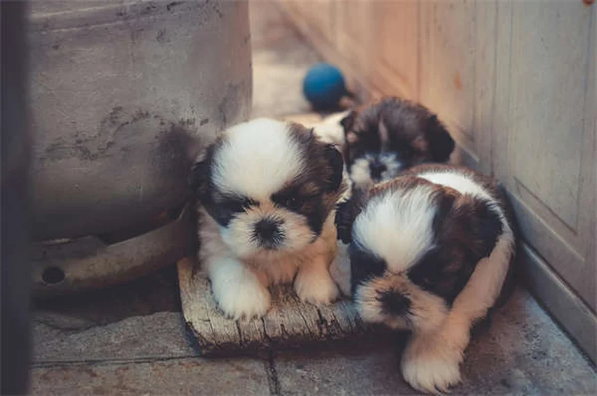 Dog Anal Gland Problems: Signs, Treatment & Prevention Tips