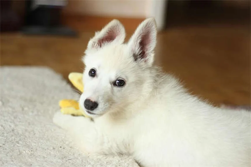 Hamster Teeth Care: 5 Essential Tips to Prevent Dental Problems