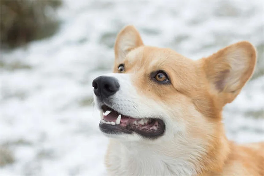 Hamster Teeth Care: 5 Essential Tips to Prevent Dental Problems
