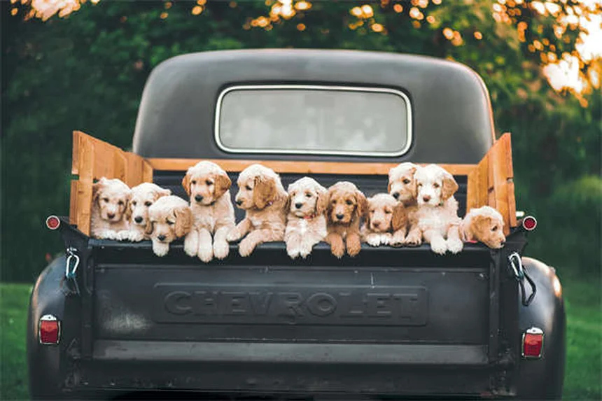 7 Heartbreaking Signs It's Time to Say Goodbye to Your Dog