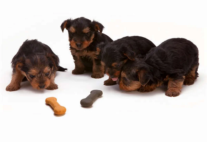7 Heartbreaking Signs It's Time to Say Goodbye to Your Dog
