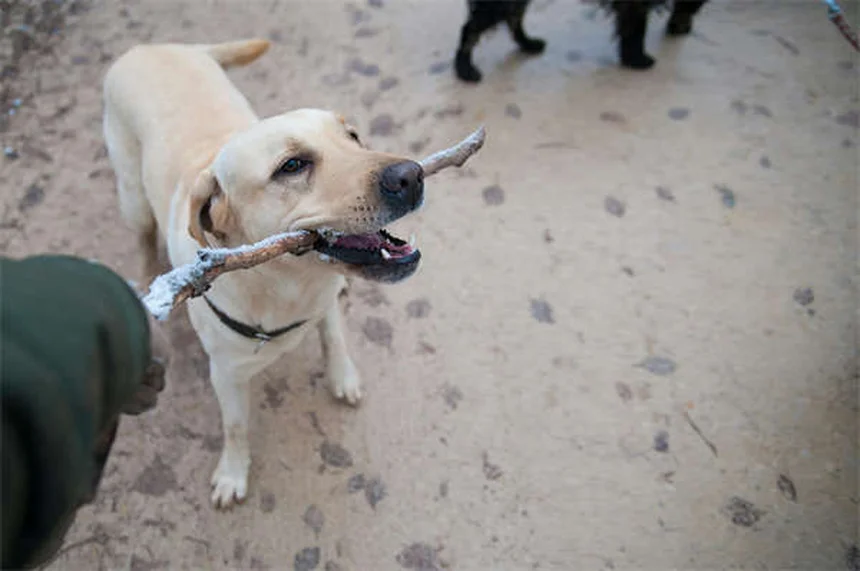 7 Heartbreaking Signs It's Time to Say Goodbye to Your Dog