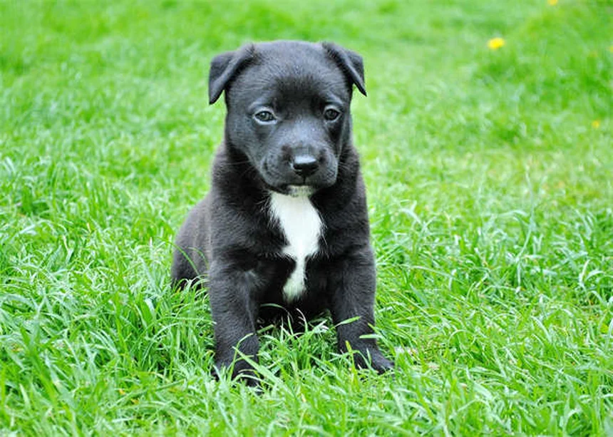 7 Heartbreaking Signs It's Time to Say Goodbye to Your Dog