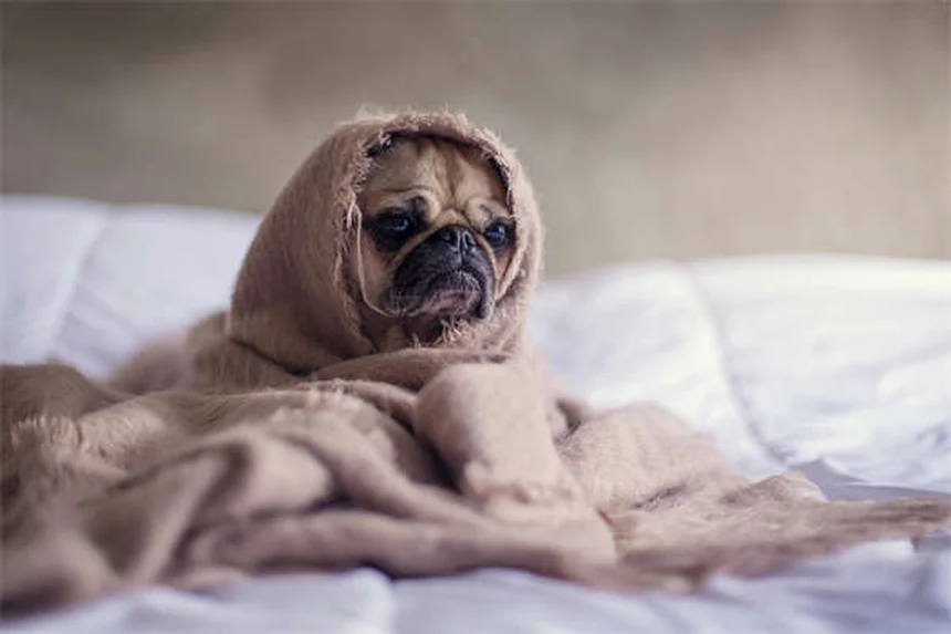 Ferret Diarrhea: Causes, Symptoms & Treatment Guide (2024)