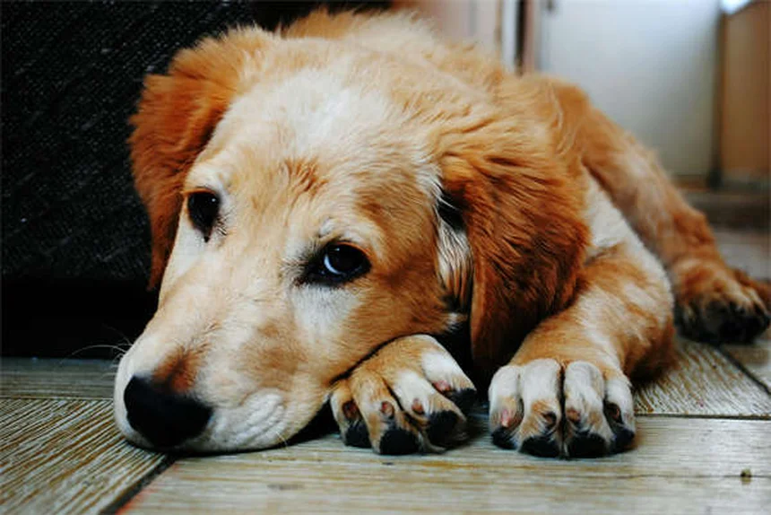 Ferret Diarrhea: Causes, Symptoms & Treatment Guide (2024)