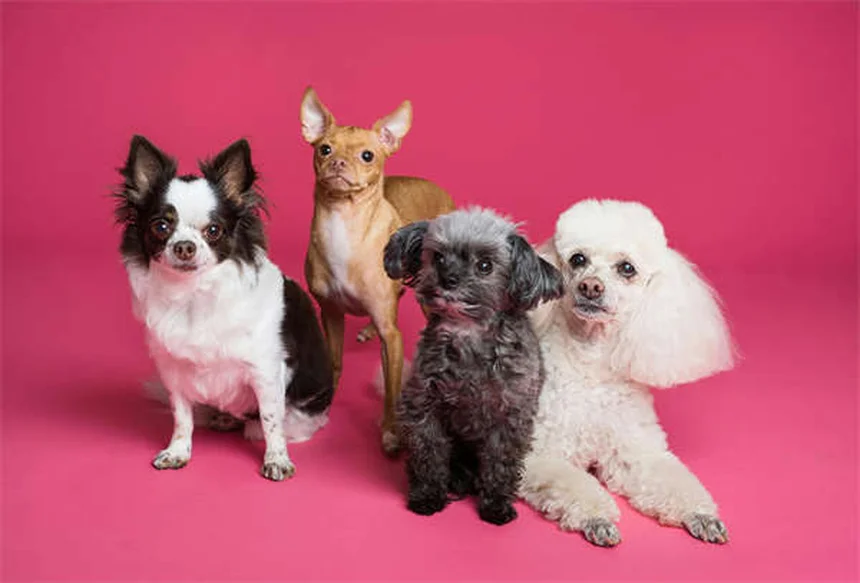 Chinchilla Hair Rings: 5 Warning Signs Every Owner Must Know