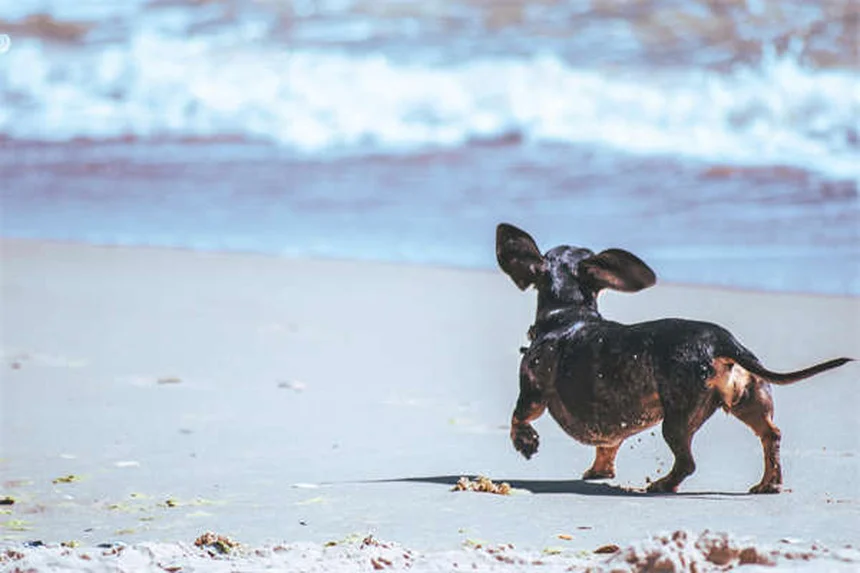 How to Pick Up a Rabbit Safely Without Scaring Them