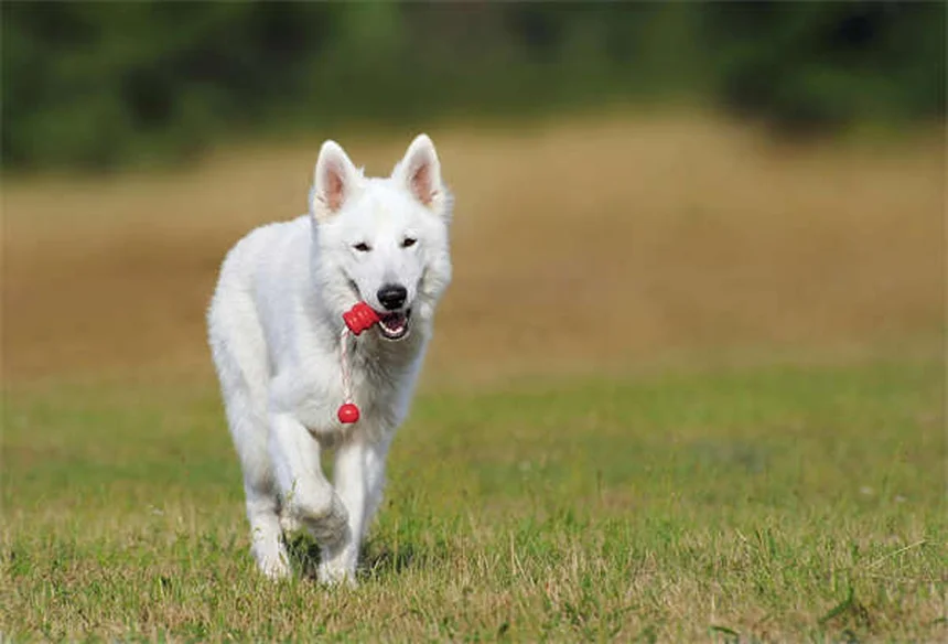 How to Pick Up a Rabbit Safely Without Scaring Them