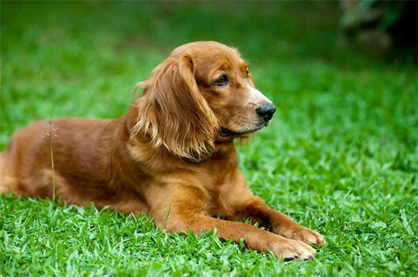 6 Dog Adoption Mistakes You MUST Avoid (Expert Tips)
