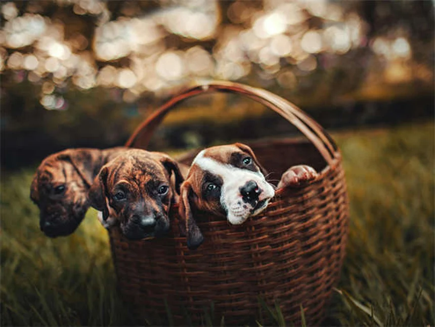 Why Do Cats Hiss? 5 Surprising Reasons & How to Respond