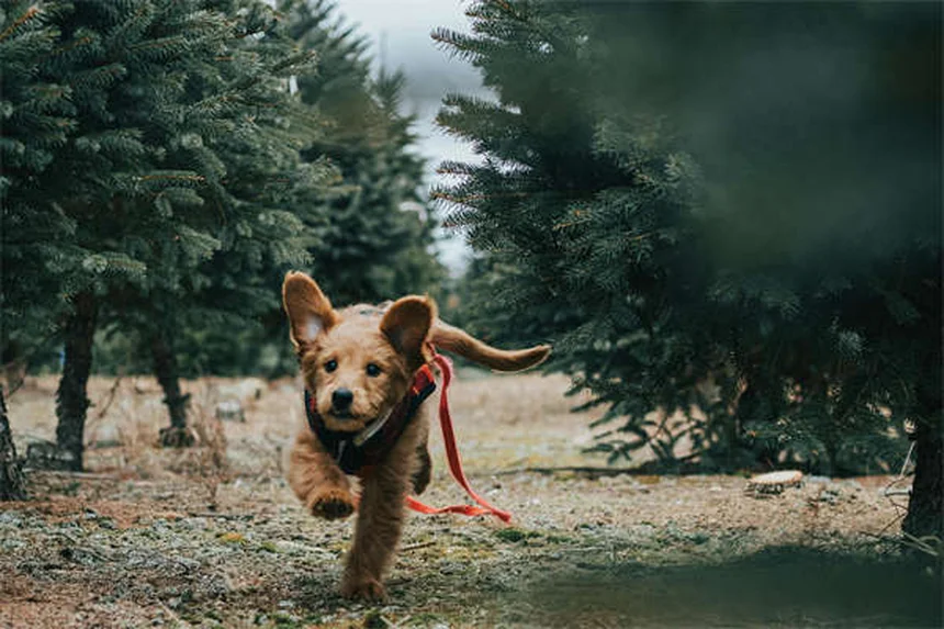 6 Dog Adoption Mistakes You MUST Avoid (Expert Tips)