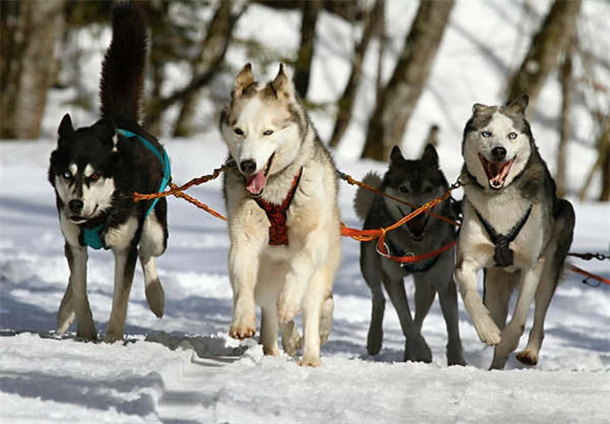 6 Dog Adoption Mistakes You MUST Avoid (Expert Tips)
