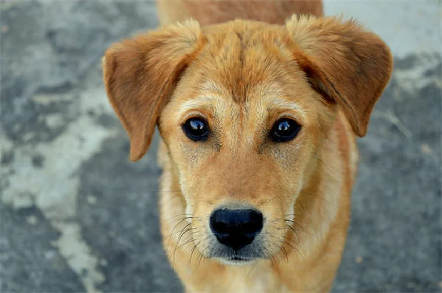 How to Crate Train a Puppy: 7 Easy Steps for Success