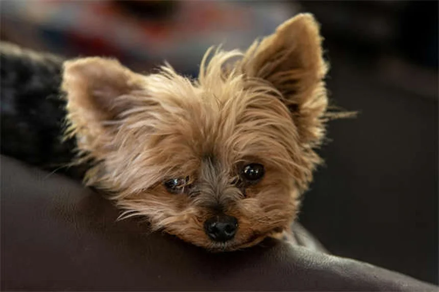 How to Crate Train a Puppy: 7 Easy Steps for Success