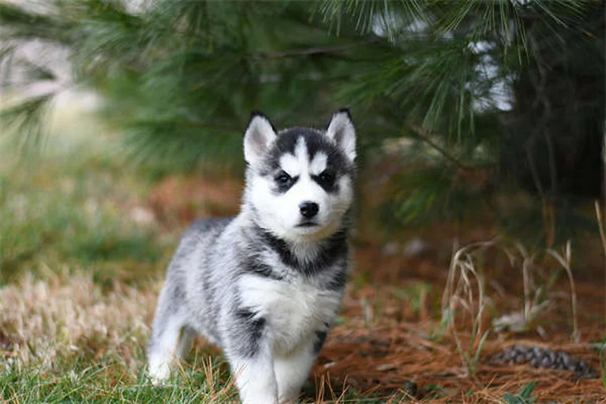 How to Crate Train a Puppy: 7 Easy Steps for Success