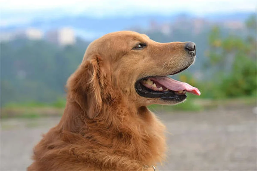 Dog Cataracts: Signs, Treatment & Prevention (Vet-Approved Guide)