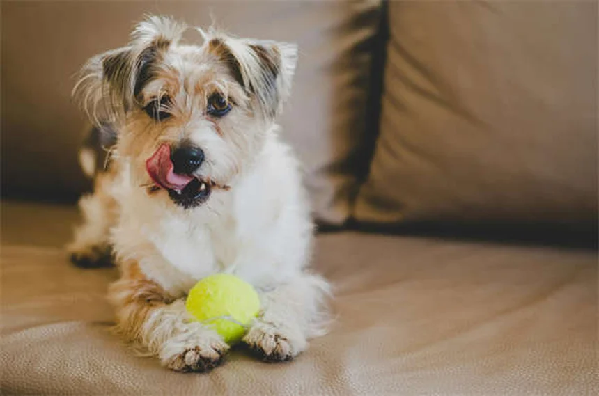 Dog Cataracts: Signs, Treatment & Prevention (Vet-Approved Guide)
