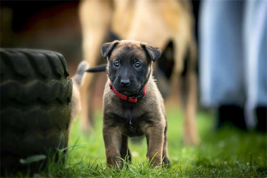 Dog Cataracts: Signs, Treatment & Prevention (Vet-Approved Guide)