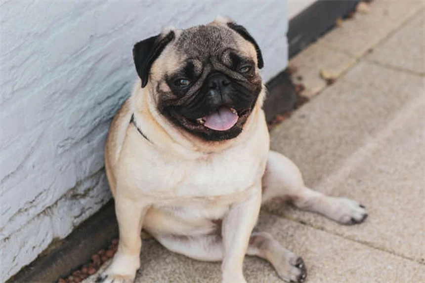 Dog Cataracts: Signs, Treatment & Prevention (Vet-Approved Guide)